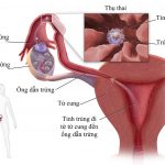 Anh 1 Co che rung trung va thu thai 150x150 - Lưu ý 6 điều phụ nữ sau khi sinh mổ cần tránh